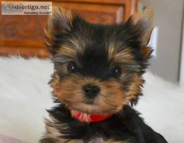 Amazing and loving Yorkie puppies for free adoption to a caring 