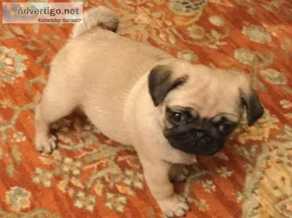 Adorable Pugs Puppies in need of loving homes.