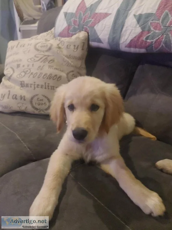 AKC golden retriever puppies