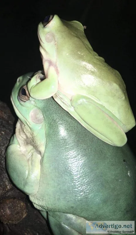 Two Australian Whites Tree Frogs in need of new home (rehoming f