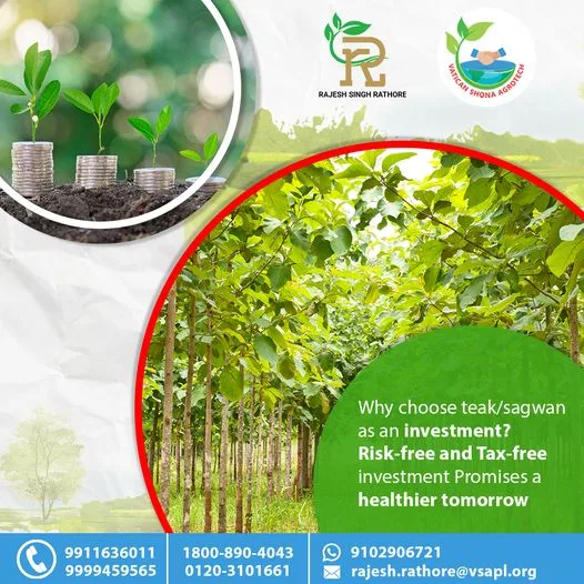Make your future secure by investing in agroforestry | vatican s