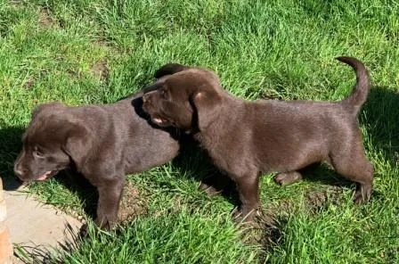 12 weeks old nice Labrador puppies ready for sale.