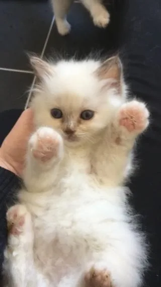 Gorgeous pedigree Birmans kittens