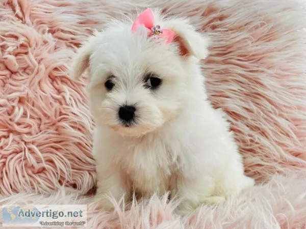 MicroTeacup Maltese Puppies male  and female  for sale.