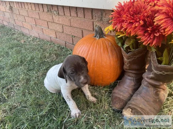 German Short Haired Pointer Pups for Sale