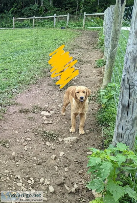 Golden retriever
