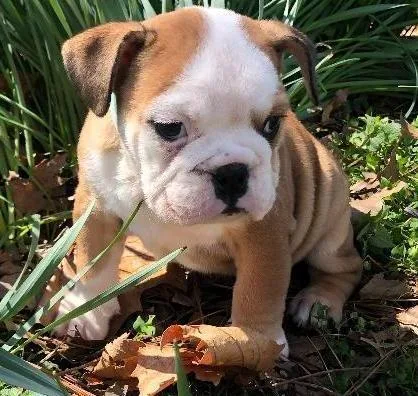 Adorable Bulldog puppies for sale.