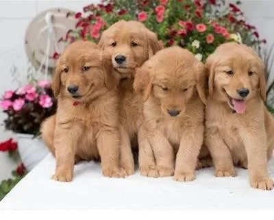 GOLDEN RETRIEVER PUPPYS