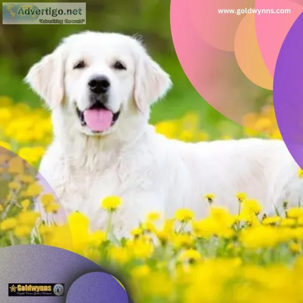 Searching for certified English Golden Retriever breeders Look n