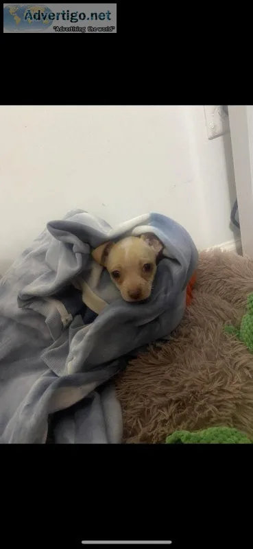 Chihuahua puppy