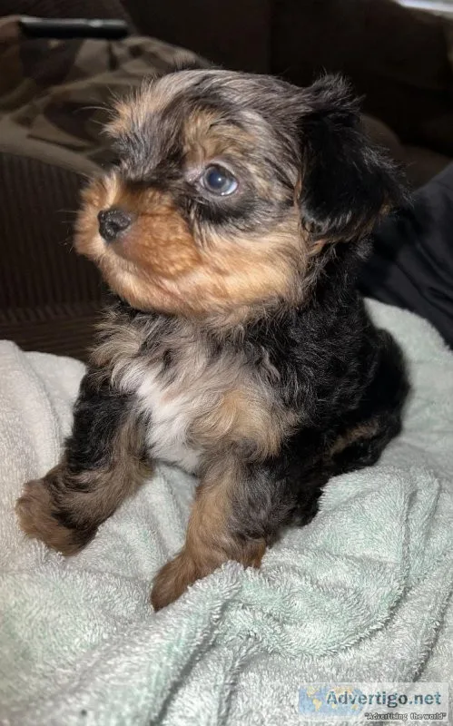 Yorkie puppy