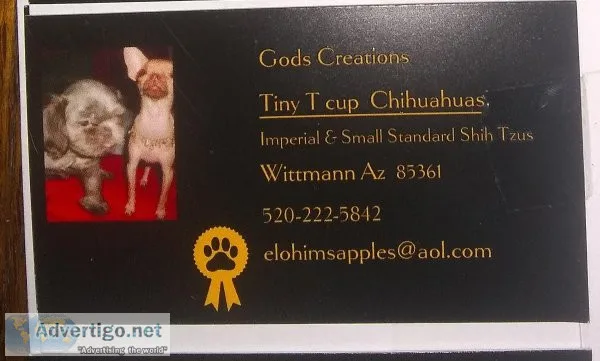 Iso Female Chihuahua