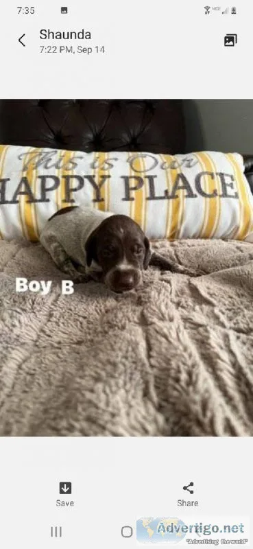 Akc gsp