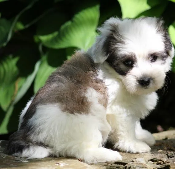 CKC Coton De Tulear puppies for sale.