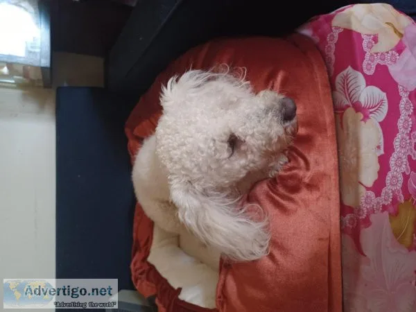 A year old Mini Poodle white Male