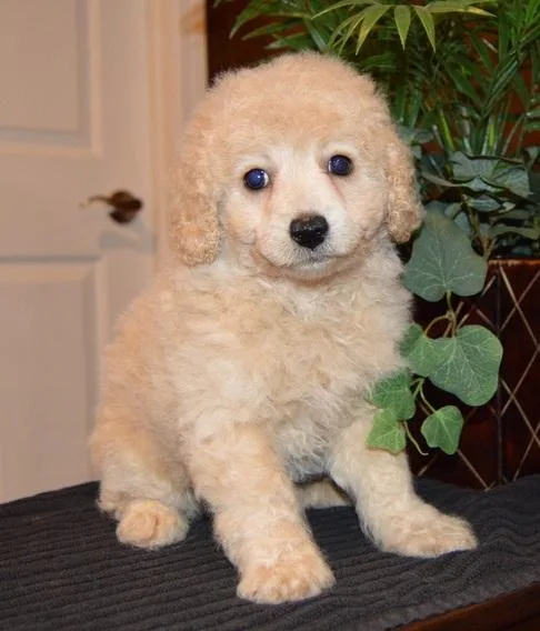 Gorgeous Cavapoo puppies available