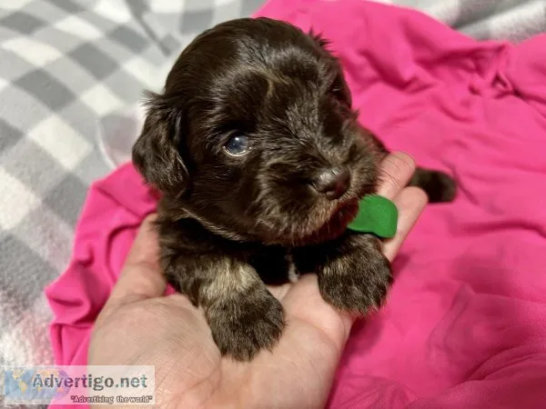 Mini Schnauzers