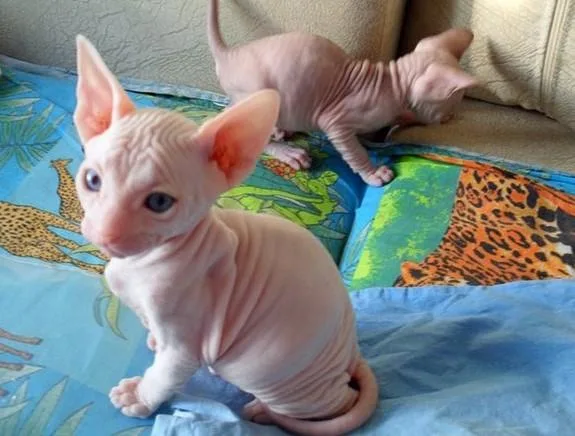 sphynx kittens