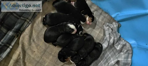 Bernese Mt Puppies
