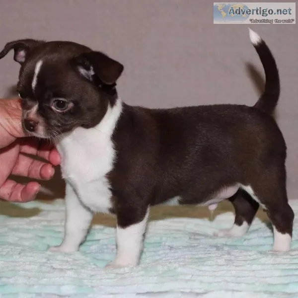 chihuahua puppies for adoption