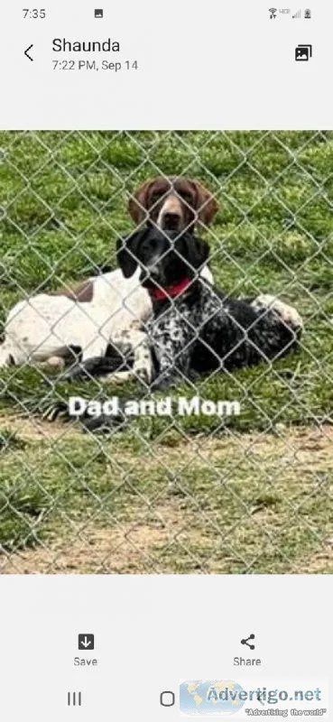Gsp puppies
