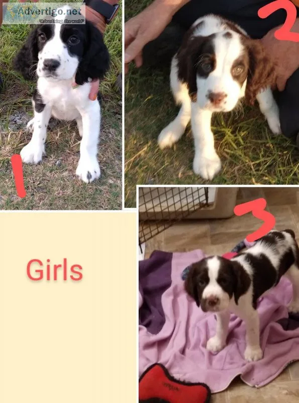 For Sale English Springer Spaniel puppies  AKC