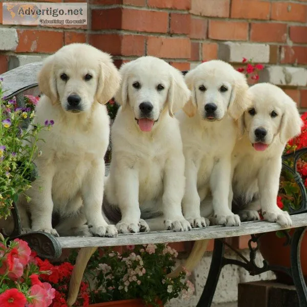 all puppy breeds available