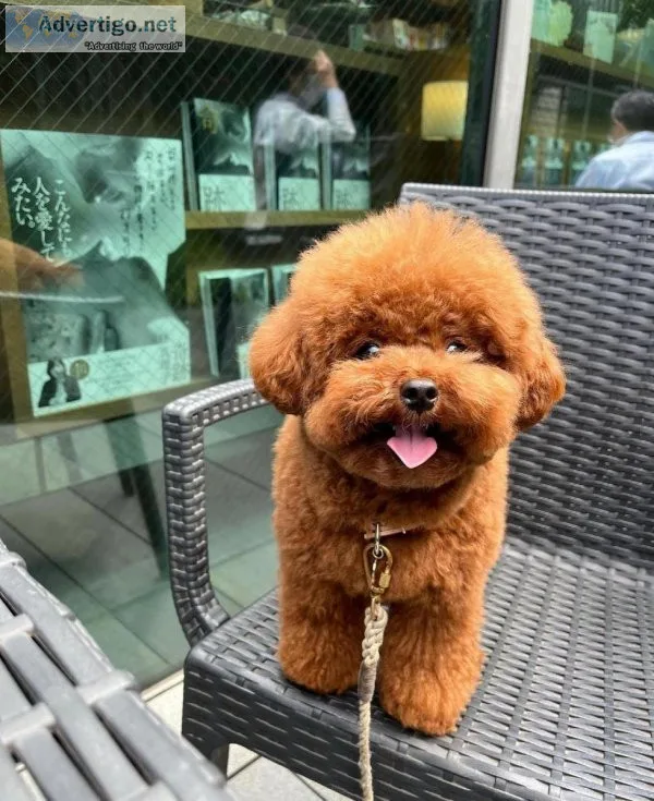 Poodle puppies (Toy) (Miami)
