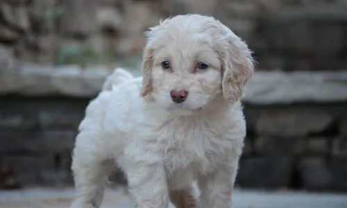 Home raised Cockapoo puppies ready now.
