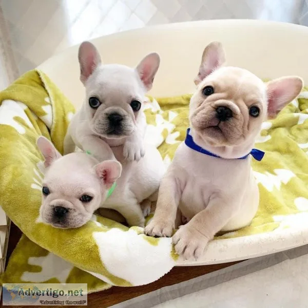 AKC French Bulldog puppies ready now