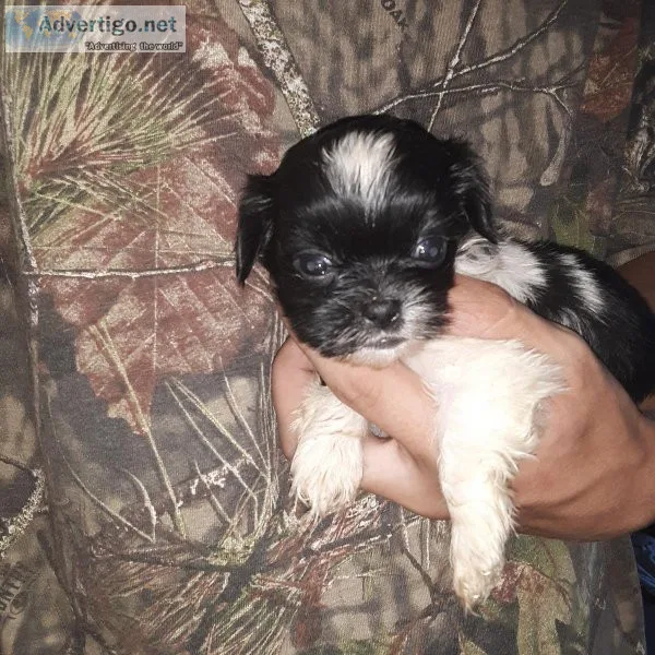Shih-Tzu pups