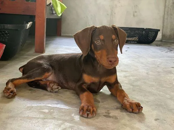 Adorable Doberman Pinscher puppies for sale