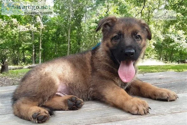 Well Trained German Shepherd puppies