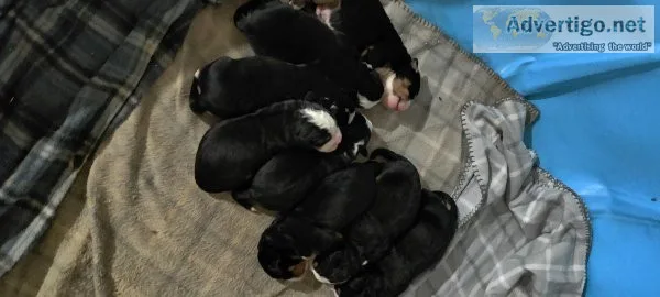 Bernese Mt Puppies