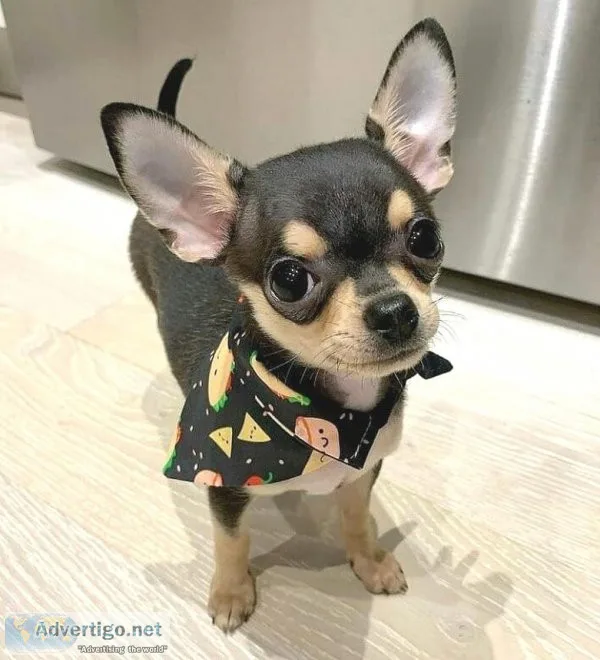 Tiny chihuahua puppies available