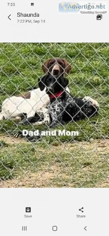 Ack gsp puppies