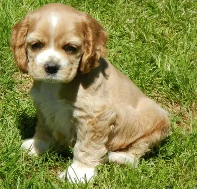 Home raised Cocker Spaniel puppies