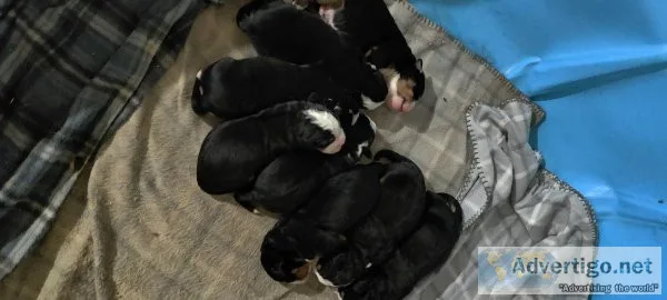 Bernese Mt Puppies