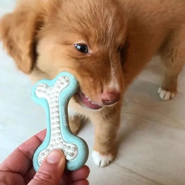 Puppy Dog Playing Toys Available Online At Pets Villa