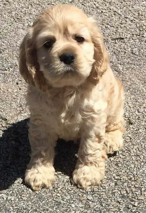 Beautiful Cocker Spaniel Puppies ready