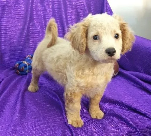 Well Socialized Cavapoo Puppies.