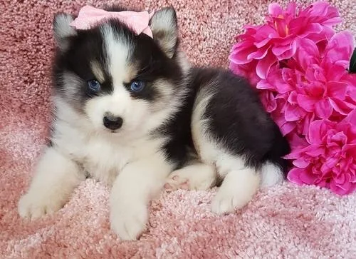 Healthy Pomsky puppies for sale