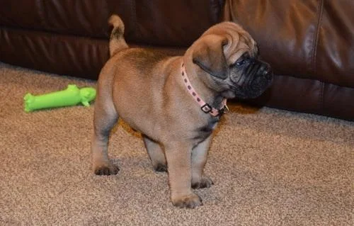 Healthy Bullmastiff puppies for sale.