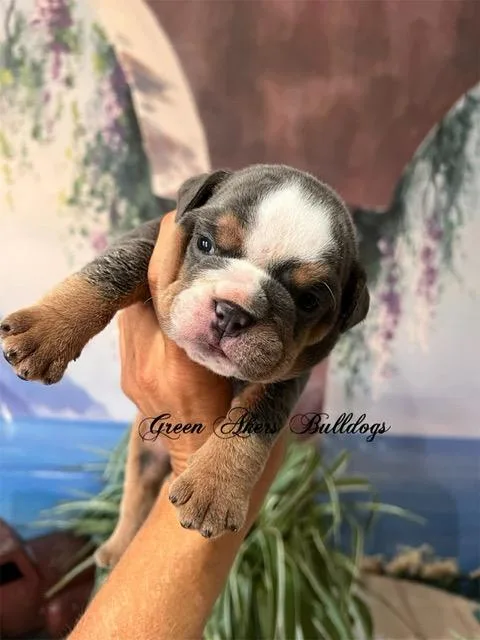 English Bulldog F Blue Tri genetic tested CLEAR