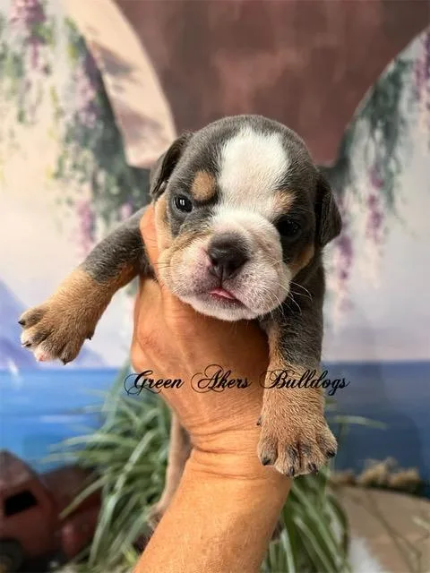 English Bulldog F AKC Blue Tri genetic CLEAR