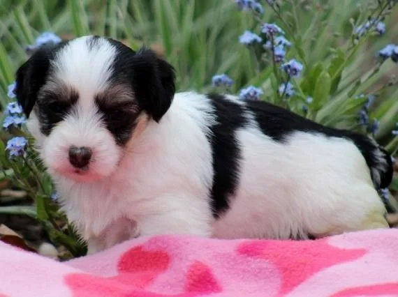 Healthy Coton De Tulear puppies available