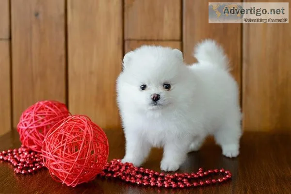 Pomeranian Puppy