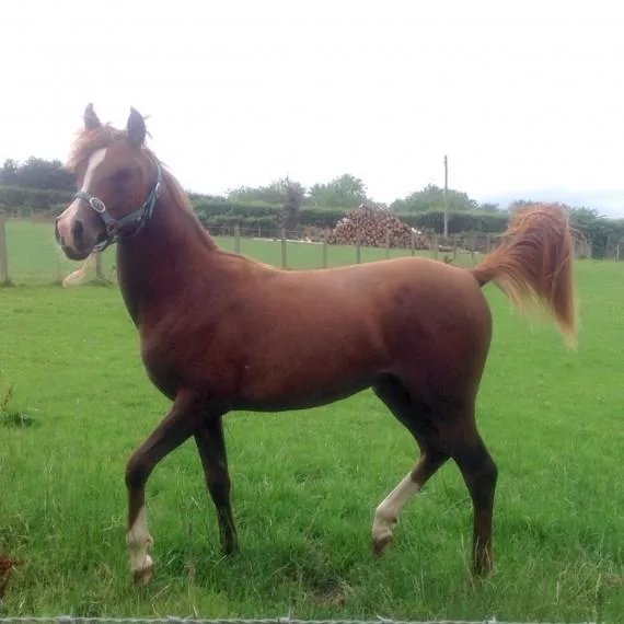 So Much Fame is a 4yr old purebred Arabian bay gelding.