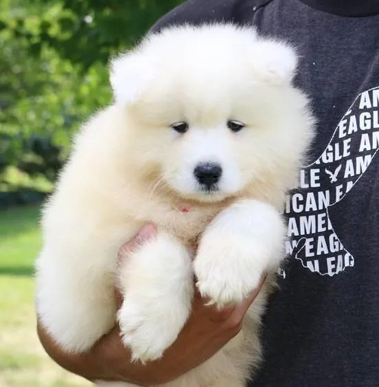 Well socialized Samoyed puppies