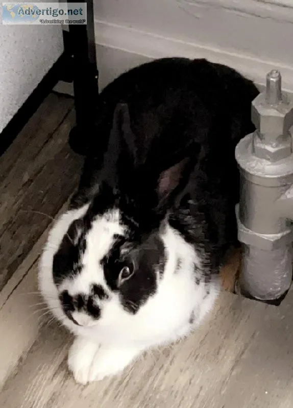 FREE DWARF BUNNY-1 YO MALE